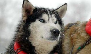 阿拉斯加雪橇犬哈士奇