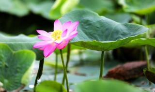 杭州千年古莲再次开花