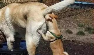 狗狗见面为什么先闻屁股