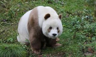 全国唯一的彩色大熊猫