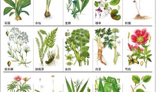 本草纲目中药图谱大全